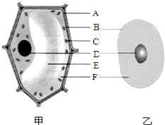细胞结构与功能分析 动植物细胞模式图比较