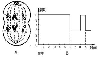细胞分裂图像与坐标图综合分析