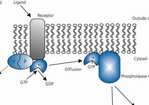 细胞信号传递与细胞培养 动态过程的视觉化探索