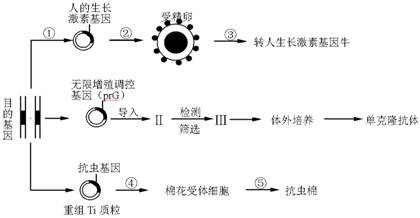 基因工程与动物细胞培养在转基因牛培育中的应用