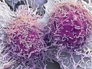 显微镜下的微观世界 癌细胞形态与细胞培养的视觉交响