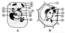 细胞亚显微结构图分析 结构与功能的生物学解析