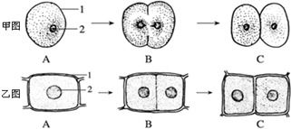 探寻身边植物的奥秘 从孢子繁殖到种子结构