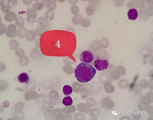 看图识细胞第27期 揭开细胞培养的神秘面纱