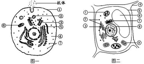 白细胞吞噬细菌的过程 免疫防御中的细胞战斗
