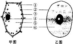 动植物细胞结构比较分析