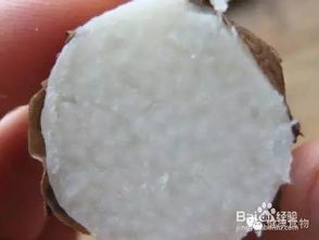 山药与淮山 辨其形，析其效，观其现代科研应用