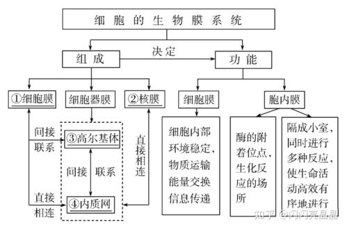 高中生物学大概念 分子与细胞知识结构图与一轮复习必备之细胞培养
