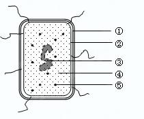 酵母菌细胞结构在发酵中的关键作用与常见误区辨析