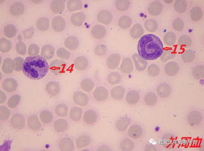 看图识细胞 第60期 探索细胞培养的奥秘